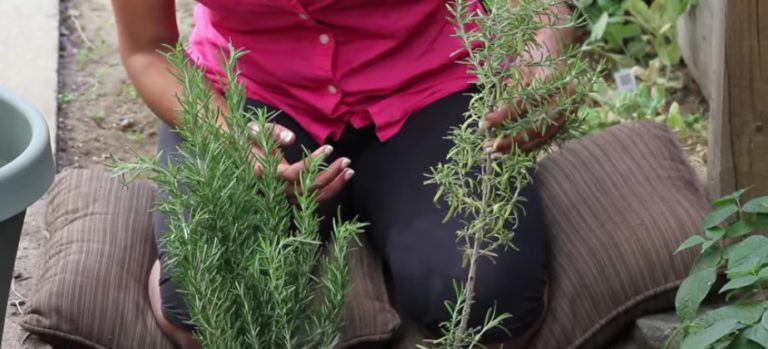 Helena-Reet: Tänään kirjoitan rohdoskasvien magiasta!