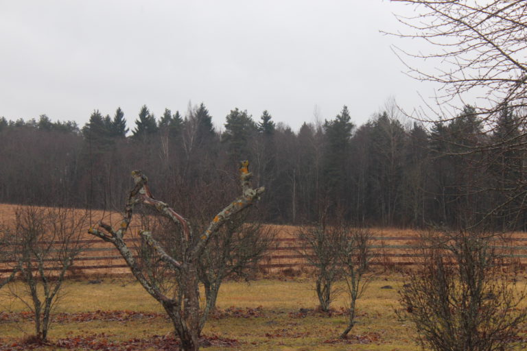 Haluaisin jo aloittaa kevään puutarhatyöt!