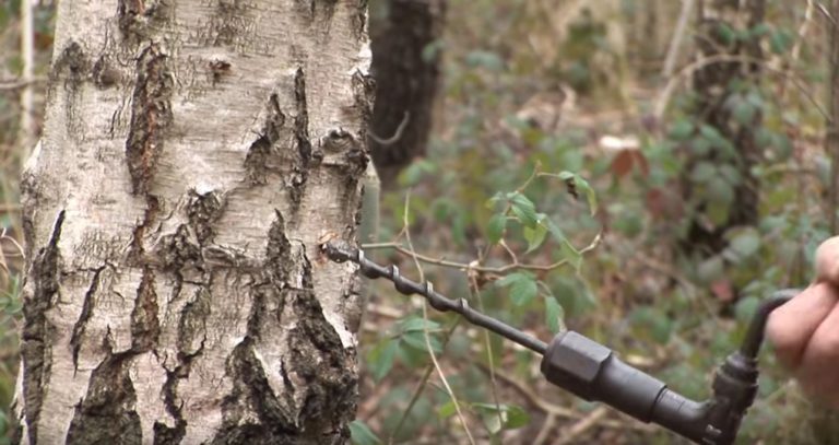 LUE, miksi koivun mahla on hyvää terveydellesi, mitä se sisältää ja mihin se auttaa