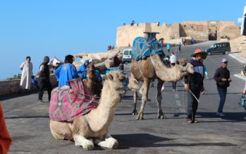 Palasia Marokosta… Vähän kamelista