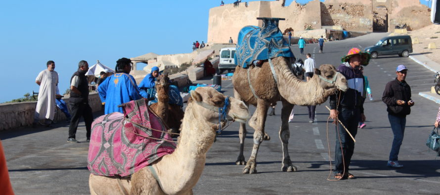 Palasia Marokosta… Vähän kamelista