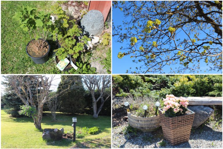 Helena-Reet: Puutarhapuuhia ja ensimmäiset ostokset kauppapuutarhasta