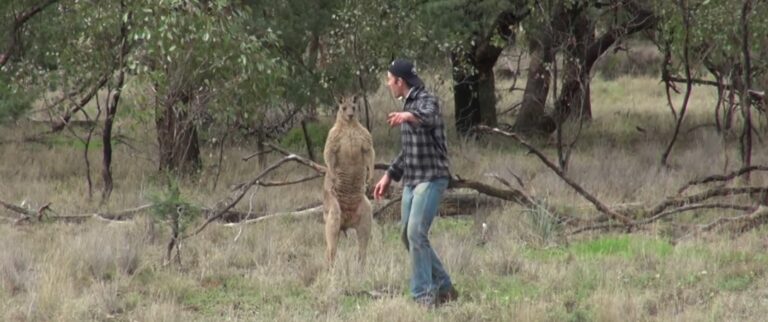 Mies pelastaa koiransa kengurulta, mutta SITTEN TEKEE jotain rumaa
