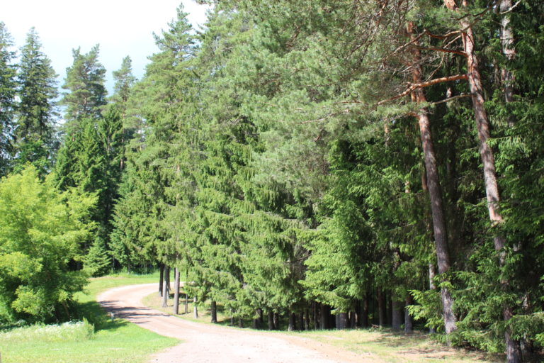 Tutkimus: Metsäkadon vähentäminen ja metsityksen lisääminen auttaisivat osaltaan Suomea saavuttamaan ilmastotavoitteensa