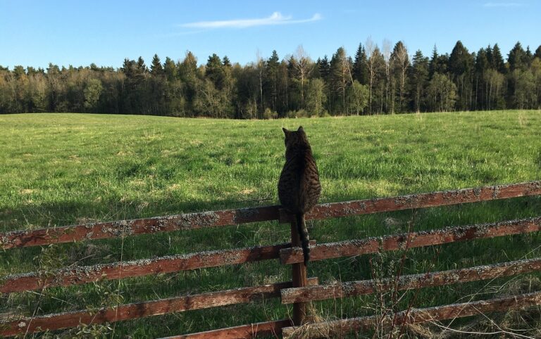Helena-Reet: Kultainen avainkimppu, jolla taivaanportit aukeavat; eiliset toimet puutarhassa + megahyvä KARHUNLAUKKASALAATTIRESEPTI!