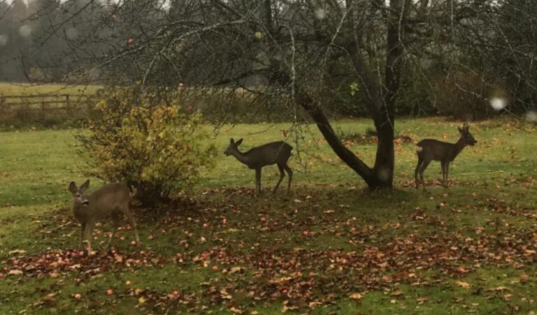 Helena-Reet: Viikonlopusta Pärnussa (Viiking SPA hotelli, ravintolat Steffani ja Kolhethi) ja lasten koululomasta…