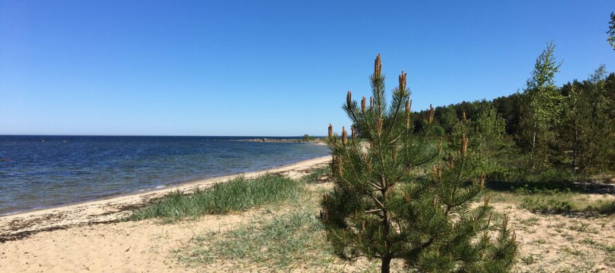 Viron vesille hakevat tuulipuistojen rakennuslupaa sekä virolaiset että ulkomaiset yritykset