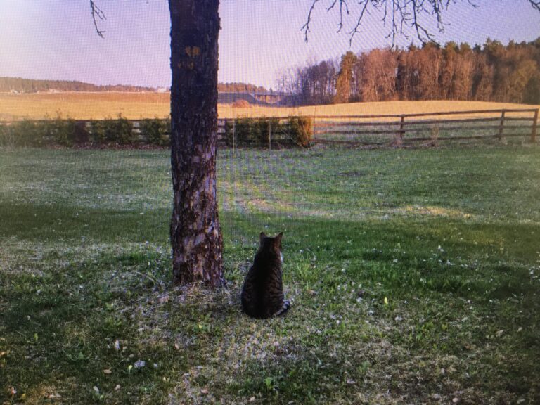 Helena-Reet: MAALISKUU… it´s all about you, PANDU!!!!❤🐾🐱