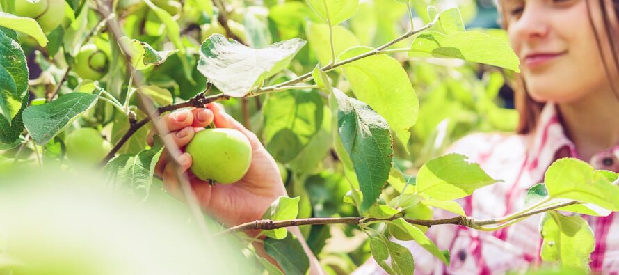 Kumpi on TERVEELLISEMPÄÄ: Omenoiden syöminen kuorineen vai kuorittuina?