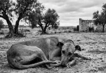 Galgo-päivää (World Galgo Day)