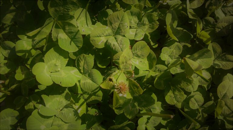 Tuija Järvinen: MISTÄ LÖYTÄISIN ONNENAPILANI?